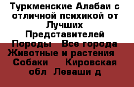 Туркменские Алабаи с отличной психикой от Лучших Представителей Породы - Все города Животные и растения » Собаки   . Кировская обл.,Леваши д.